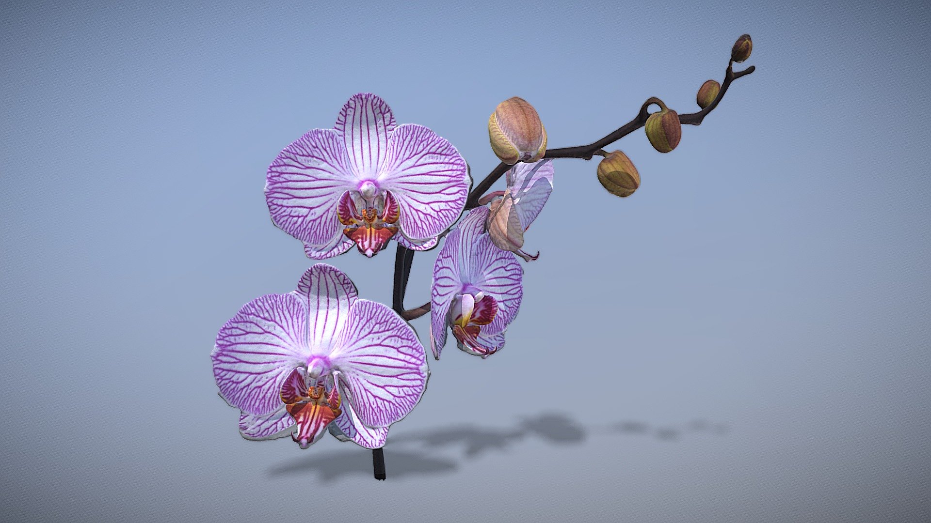 兰花（Orchid flower）