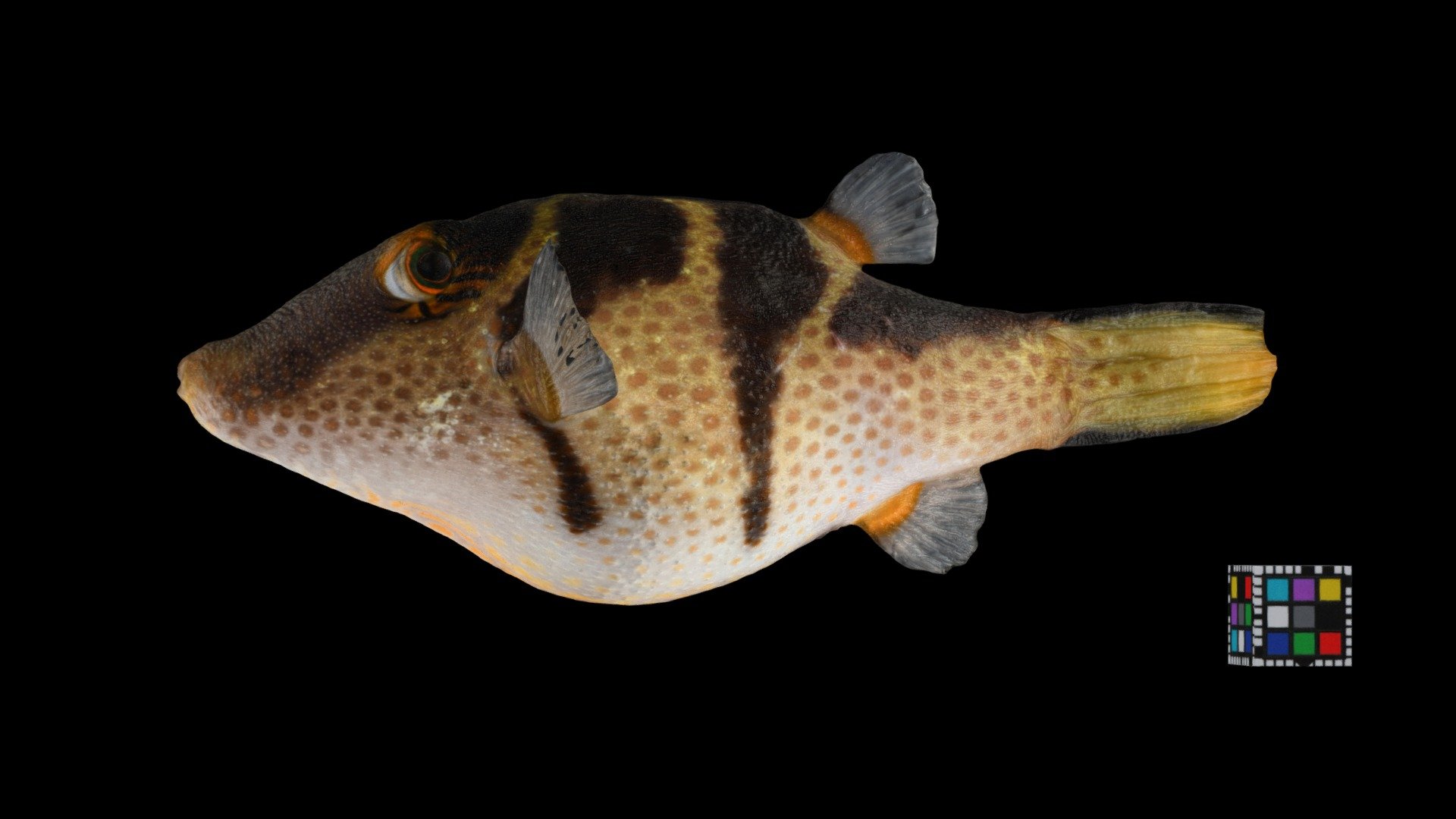 模型预览图