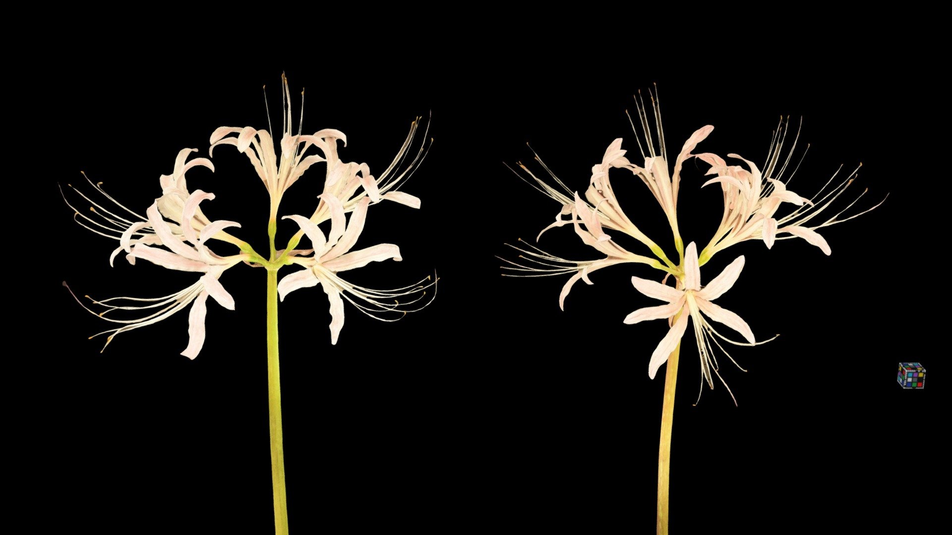 模型预览图