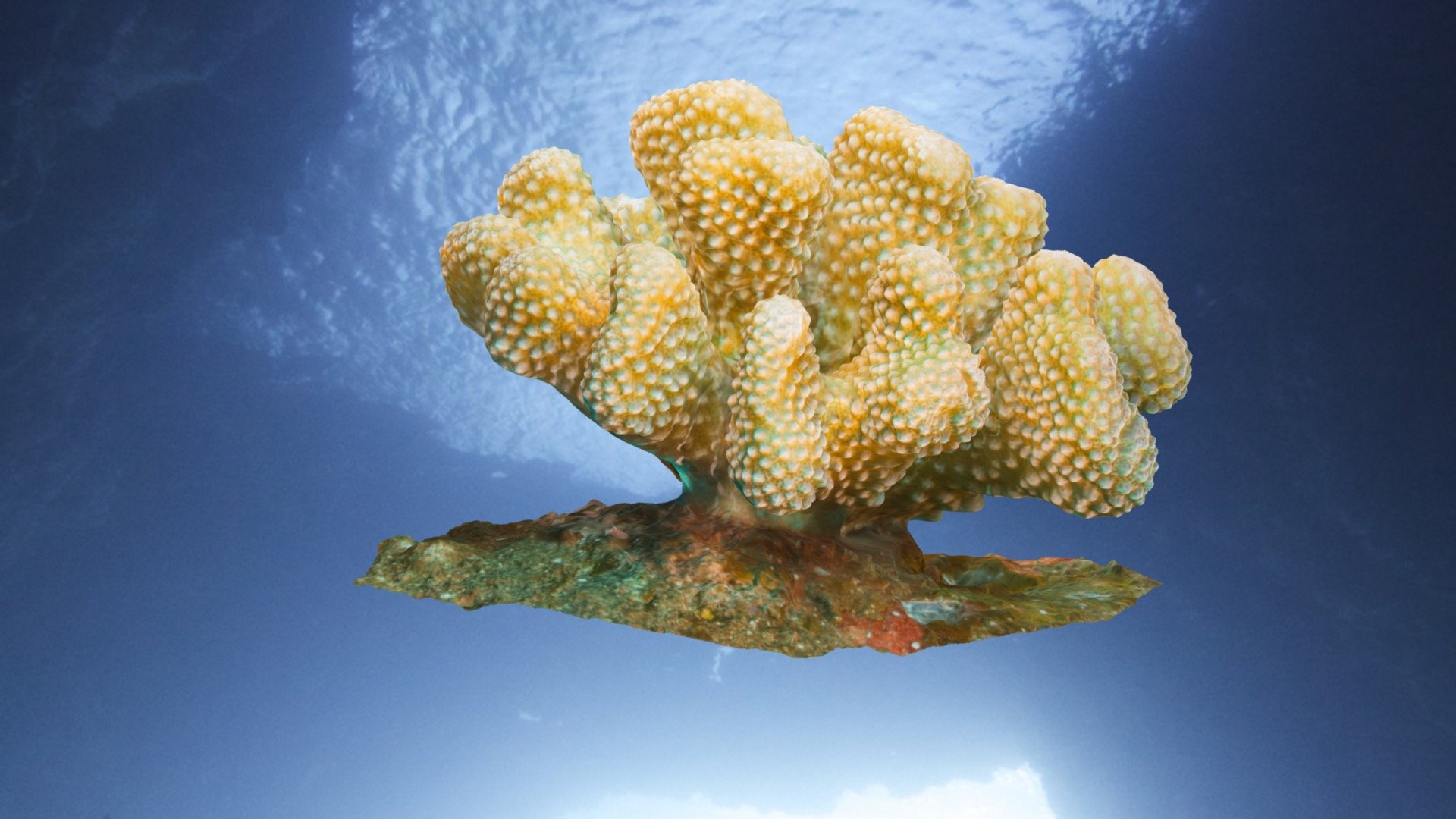 模型预览图
