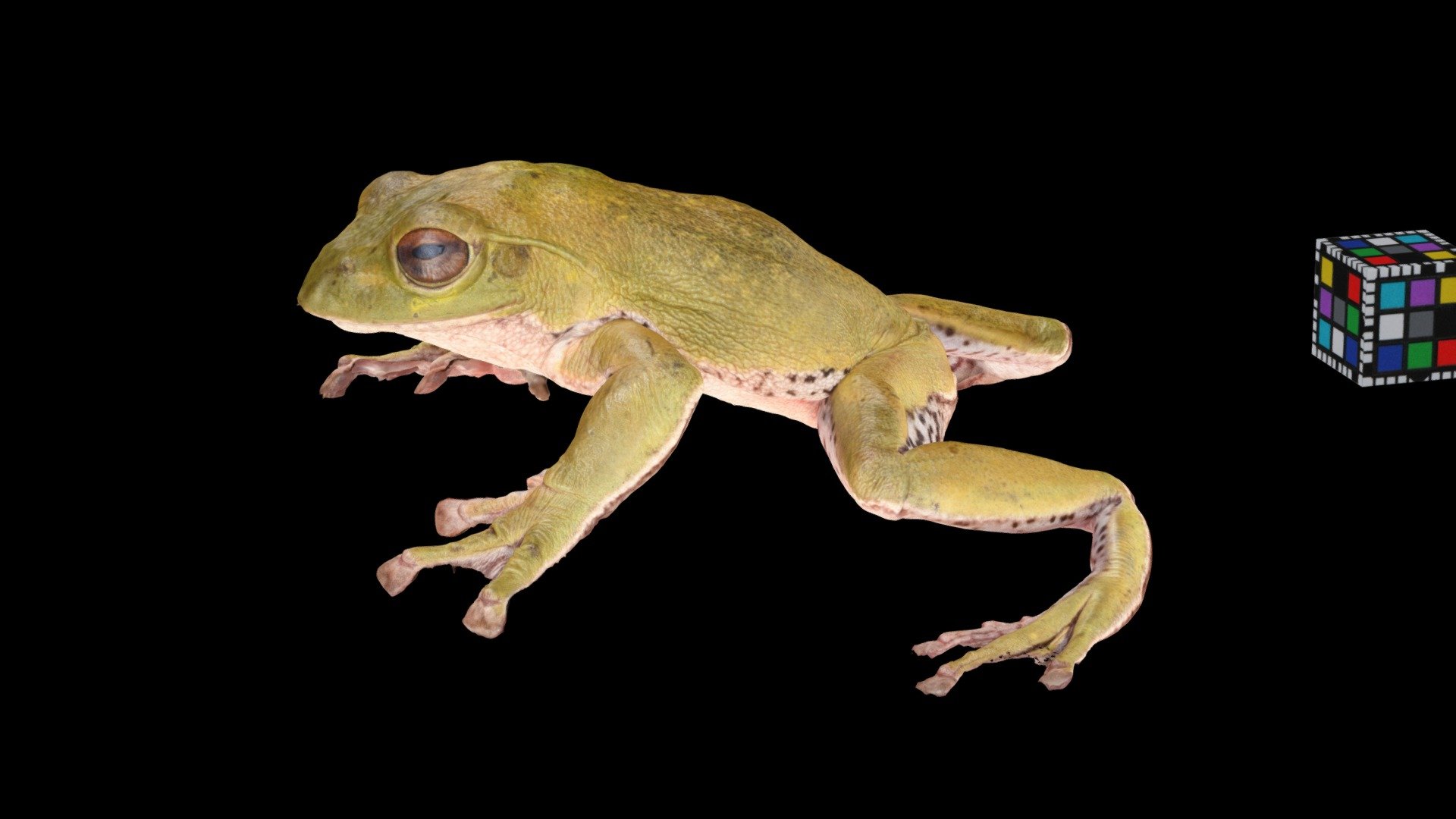 模型预览图